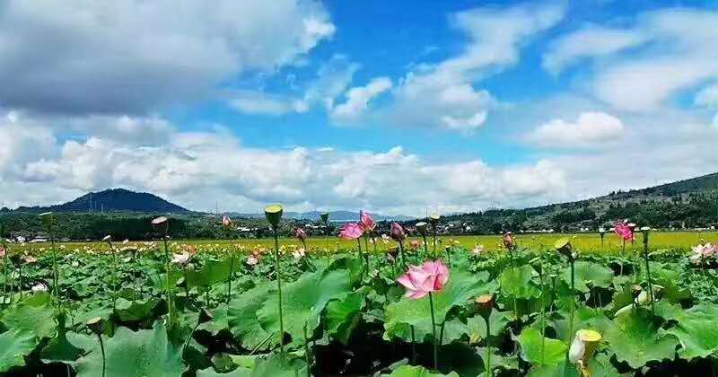麗江研學旅行的定義及特點是什么？