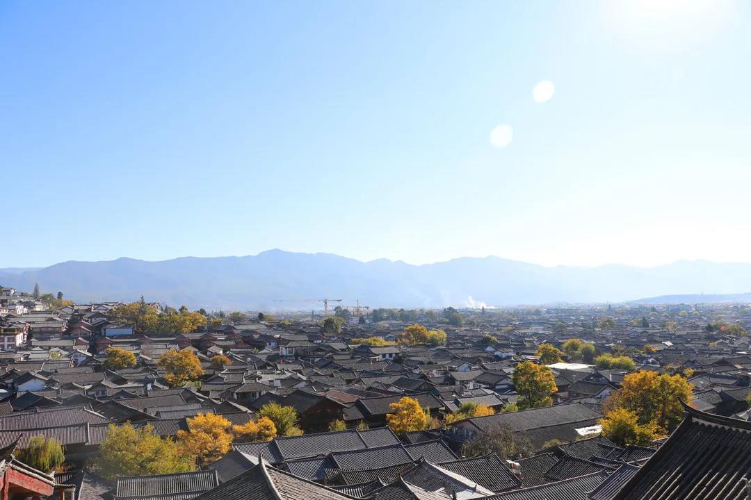 藏在麗江古城街頭巷尾的樹，一入冬就美成了畫