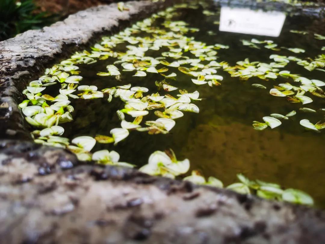 門前老槐又開花，七月來麗江古城這座百年老宅賞花聽雨
