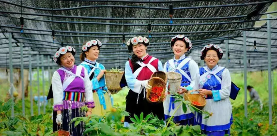 50000多畝洋芋花開！太安迎來一年中的最美季節~