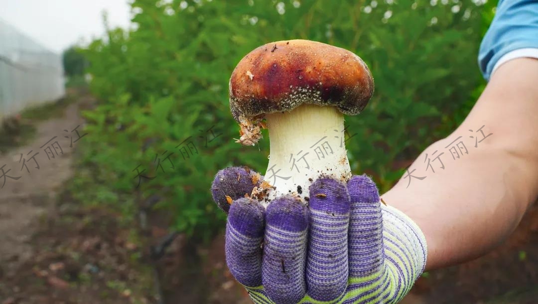 距離城區不到20分鐘！竟藏著一處可以采菌子的
