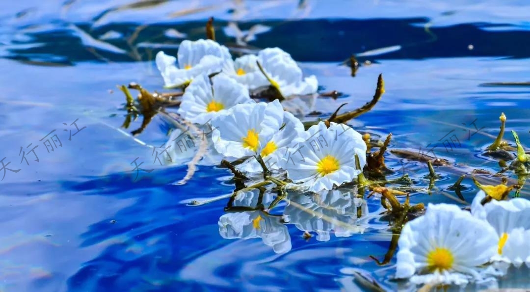 這個夏天一定要來麗江，看一次“水性楊花”