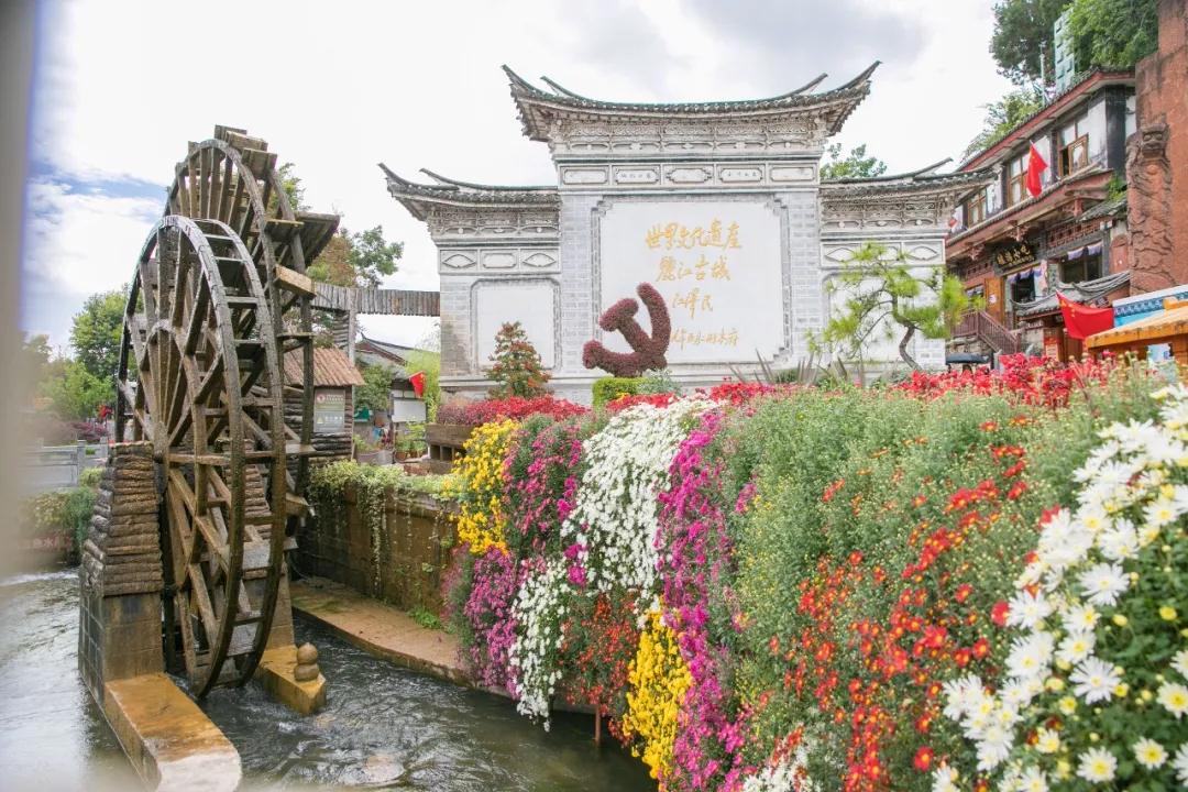 麗江傳媒，萬朵菊花簇擁麗江古城！中秋時節快來賞菊！