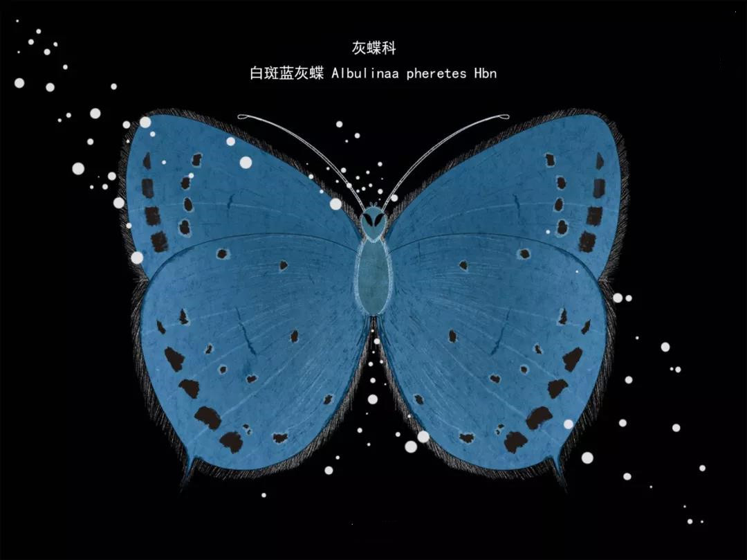麗江傳媒公司：什么是玉龍雪山生物多樣性之美？且看這一只只“會飛的花朵”