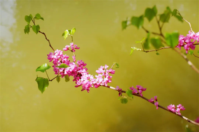 我在麗江的冬天，想念四季在公園閑逛的模樣
