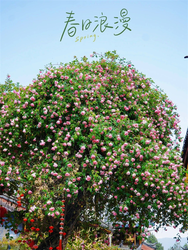 云南旅游,云南旅行社,云南團建公司,云南會議公司,云南策劃公司,麗江旅游,麗江旅行社,麗江團建公司,麗江策劃公司,麗江會議公司：一季芳華，半城詩畫，麗江古城的薔薇開了